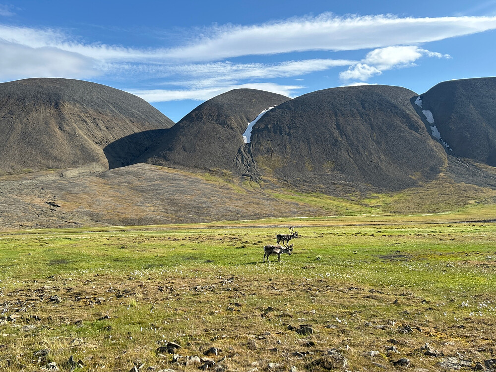 Reinsdyr var det mange av i Bjørndalen.