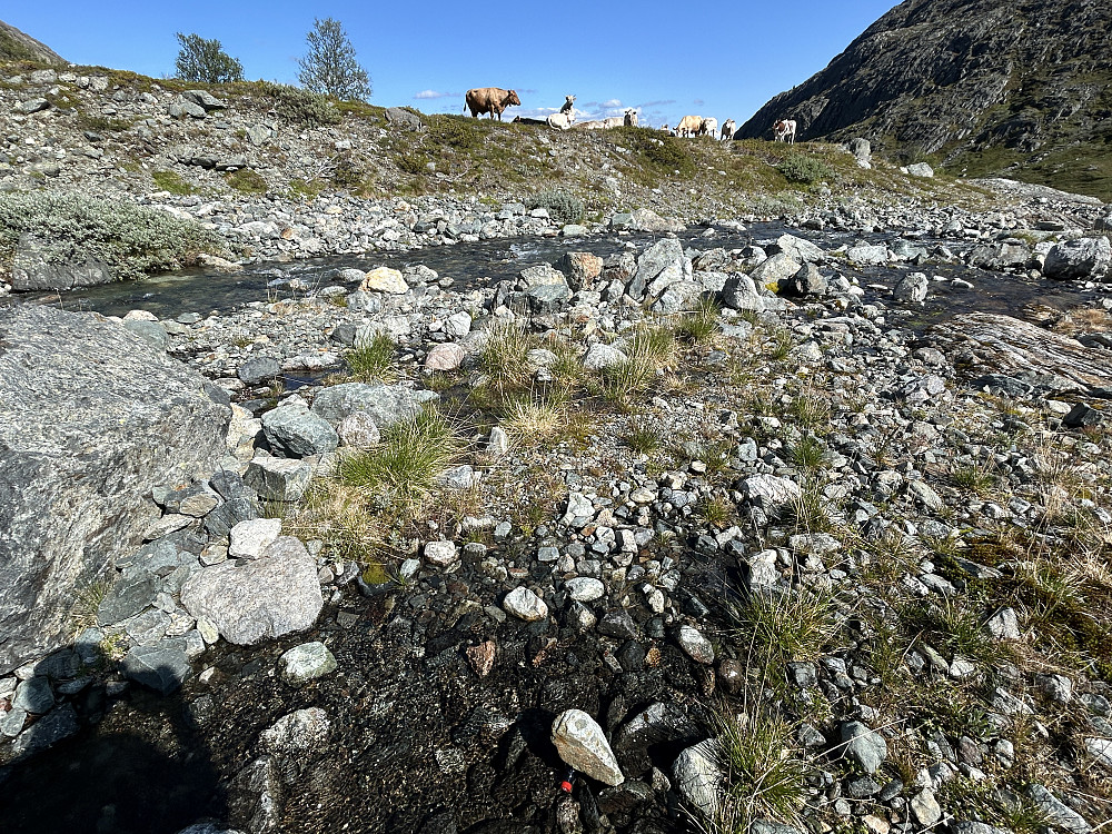 Kuer i Øvredalen.