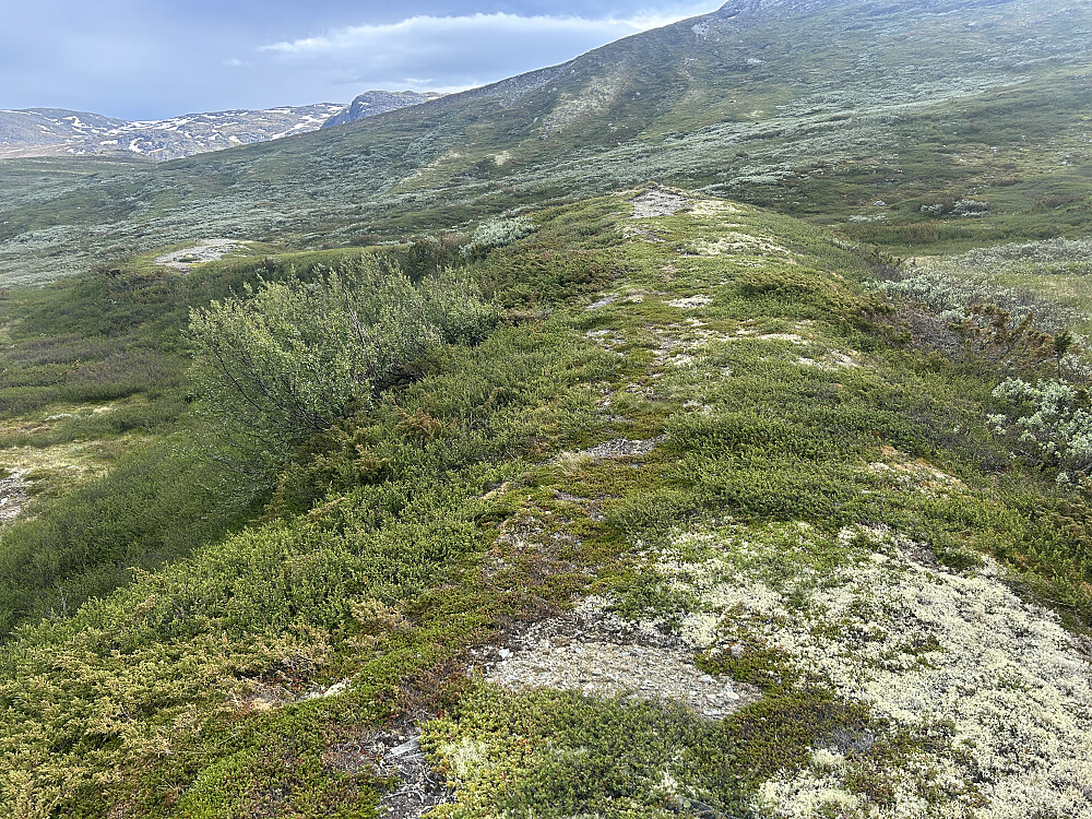 Overgrodd liten morenerygg rett ovenfor Lyserbottjørni.