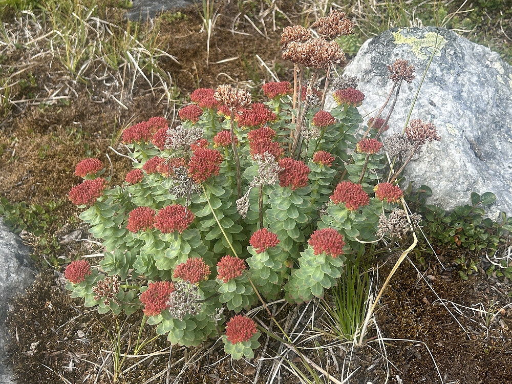 Jeg ble nok litt lei av å gå mot Mårbu, for blomsterbildene er de eneste bildene jeg tok de siste to timene på turen.