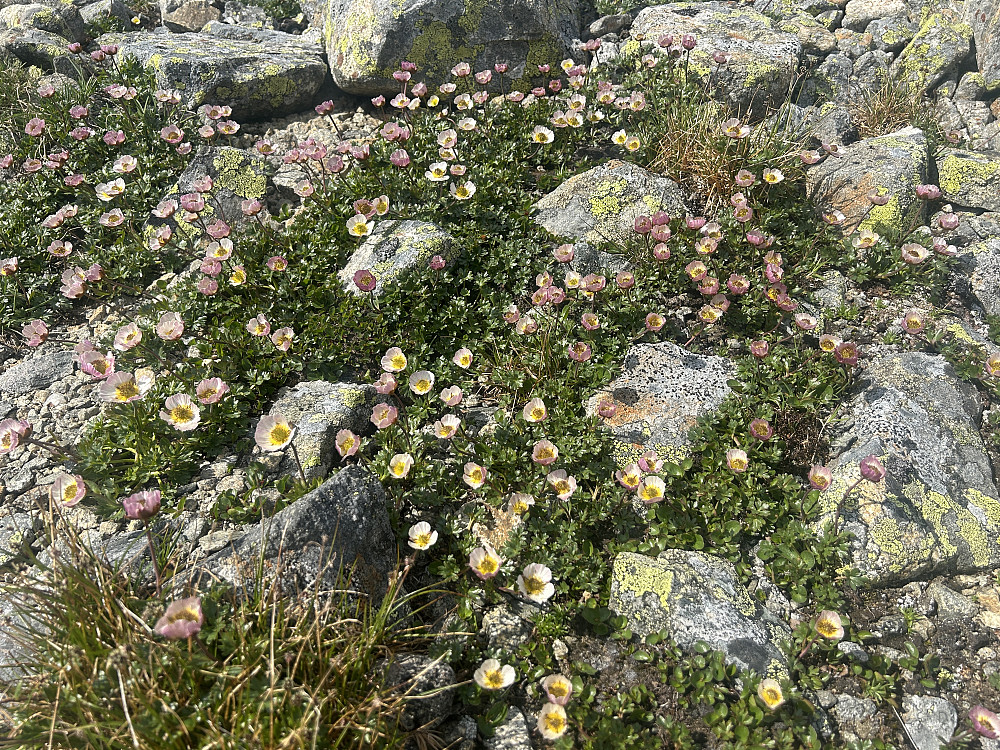 Issoleie like ved toppen av Gråhyrneran.