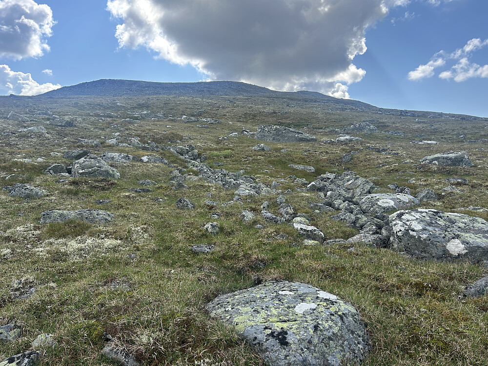 På vei mot Nørdre Skorve. Noen sti fant vi ikke.