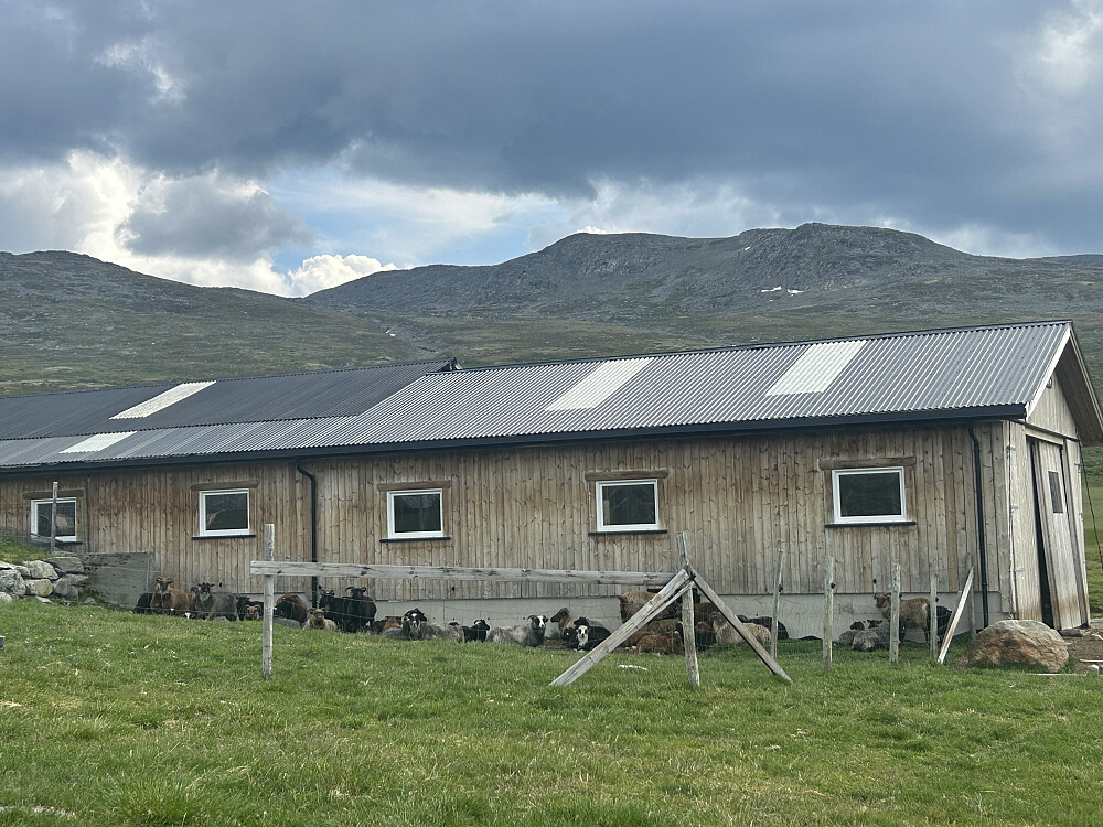 Fagerdalen med sauer og geiter og flere hytter.
