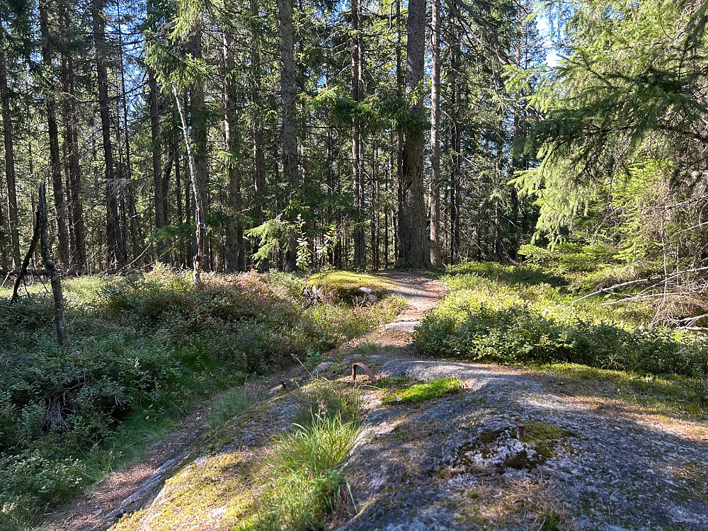 Bolt på toppen av Brennåsen, men ingen utsikt.