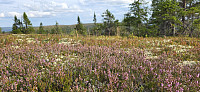 Marimor_20250814_689e17ba7357d.jpg