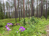 OdinB_20220713_62cec25104627.jpg