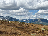 OdinB_20240601_665b144269523.jpg