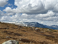 OdinB_20240601_665b1442ebf07.jpg