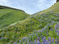 OdinB_20240623_667873a36c8d8.jpg