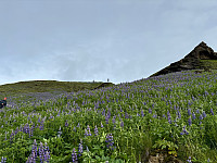 OdinB_20240623_667873a635d9b.jpg