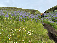 OdinB_20240623_667873a7515a5.jpg
