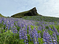 OdinB_20240623_667873a8737ab.jpg