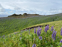 OdinB_20240623_667873aa6c8eb.jpg