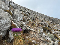 OdinB_20240705_6687f728cbd52.jpg