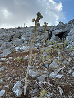 OdinB_20240705_6687f729dbcbe.jpg