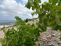 OdinB_20240705_6687f72f69306.jpg