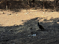OdinB_20240706_6688ef04199a7.jpg