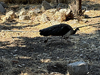 OdinB_20240706_6688ef0938948.jpg