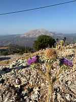 OdinB_20240708_668b8edd65c31.jpg