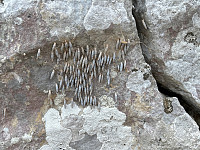 OdinB_20240710_668e292a26629.jpg