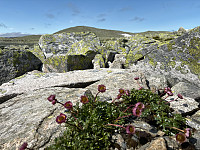 OdinB_20240718_669955dd7dd86.jpg