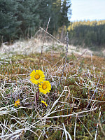 OdinB_20250409_67f6ae4644405.jpg