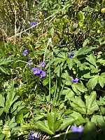OdinB_20250504_681757c456ac7.jpg