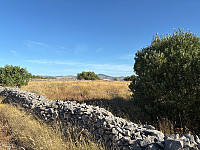 OdinB_20250628_685fa93ba7ddd.jpg