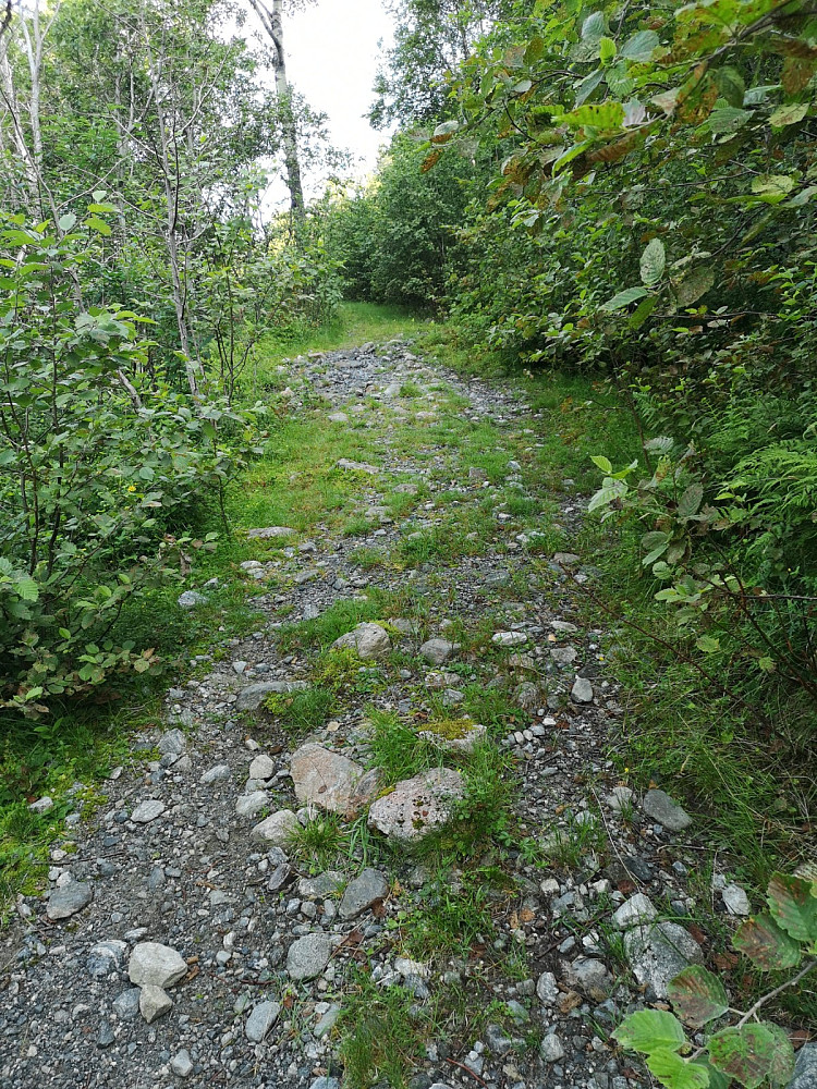 Anleggsvei