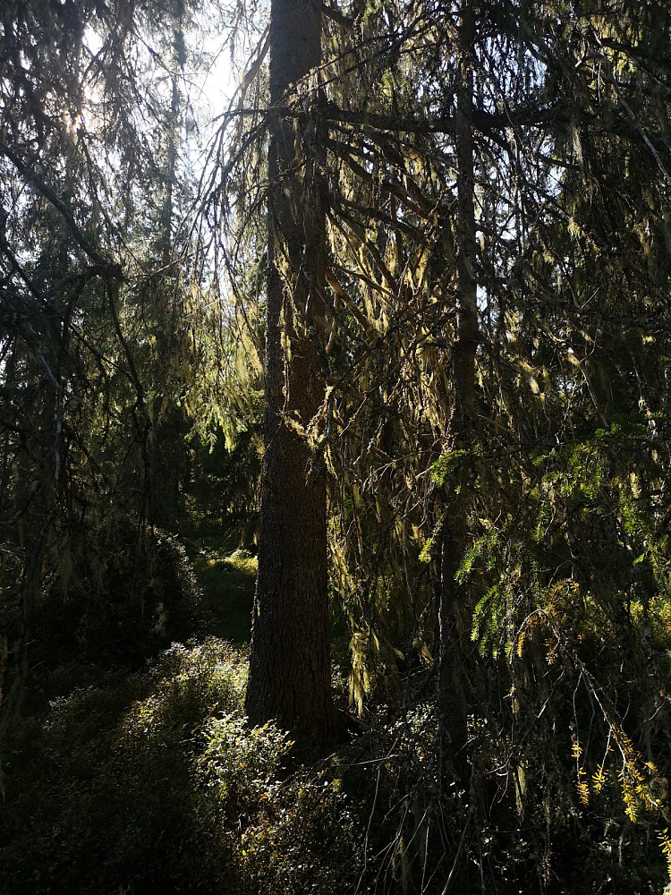 Gammelskogen