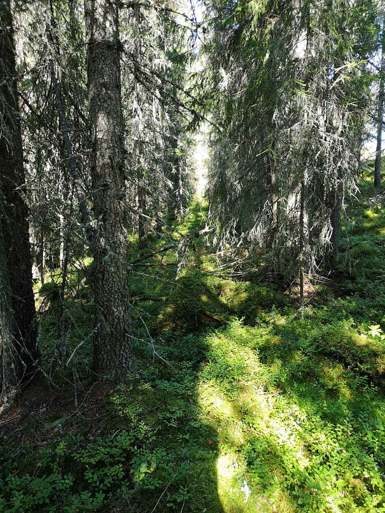 Gammel flersjiktet granskog