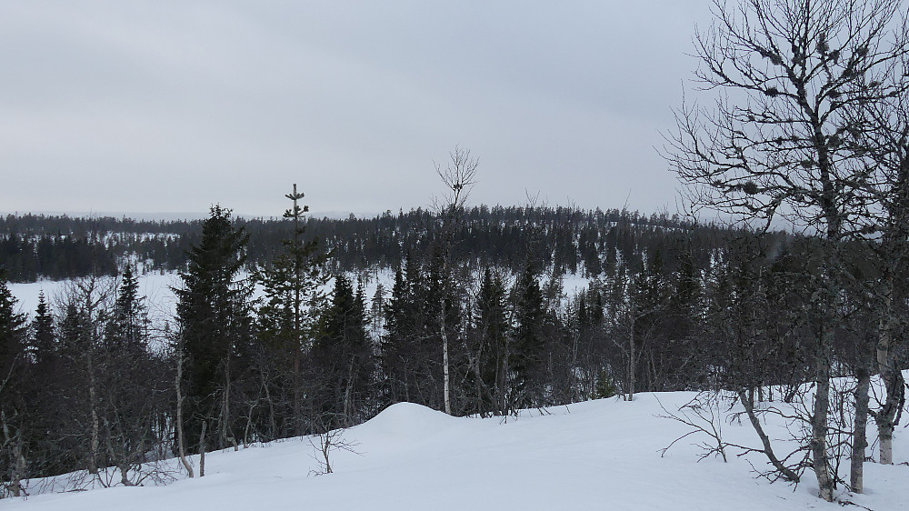 Hålålihaugen sett fra Nesvollberget