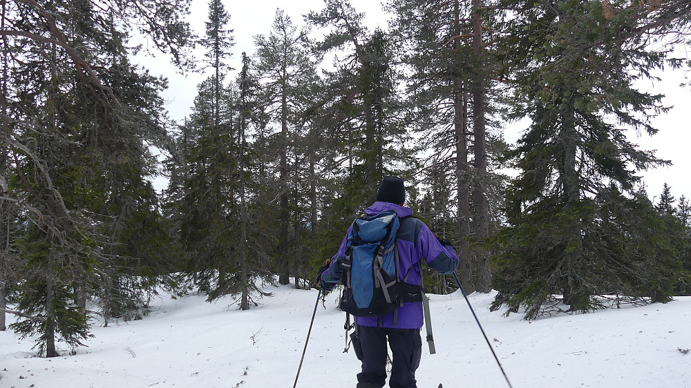 Arne betrakter den flotte skogen