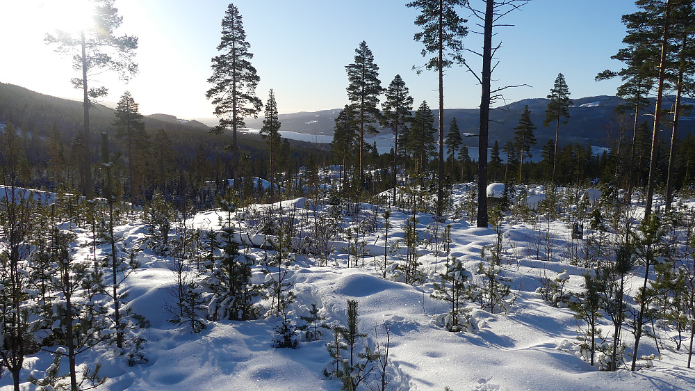 Her var det flott furuskog. Ingen som er født hittil får oppleve en så flott skog..