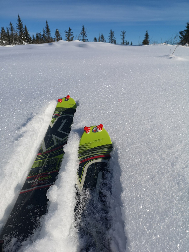 Fellene klamrer seg fast på tuppen av skiene. 