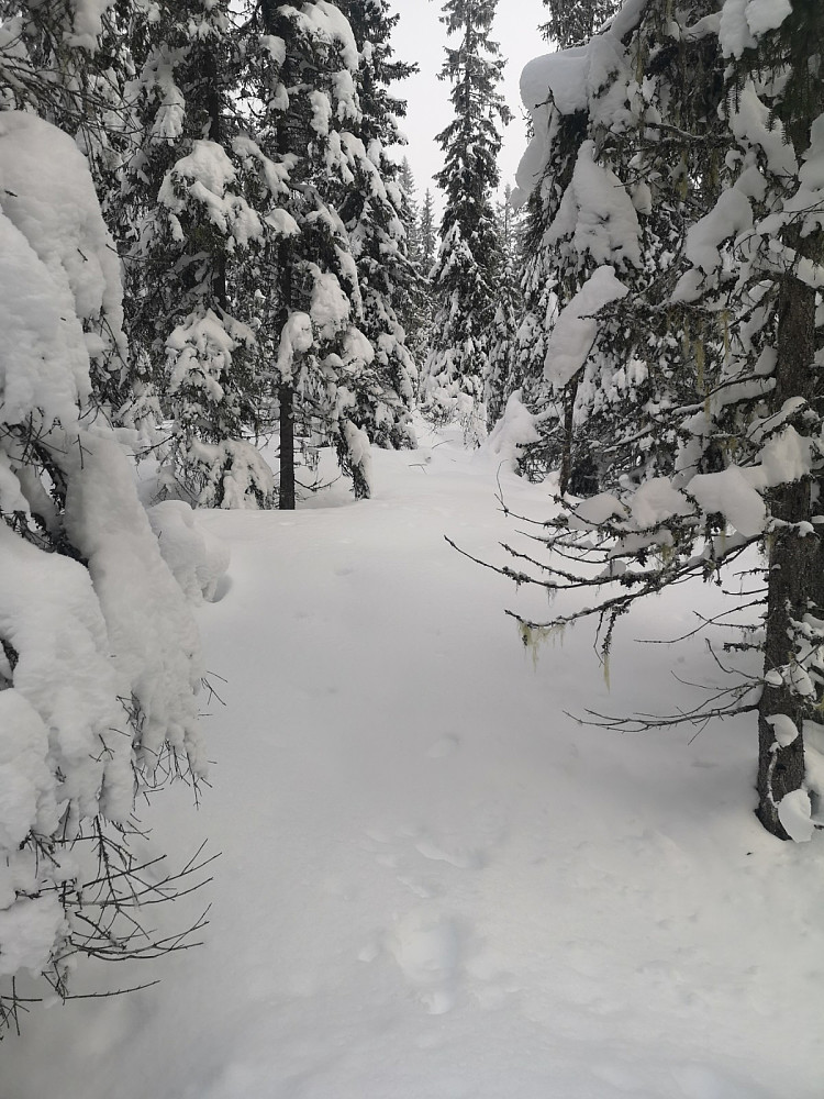 I gammelskogen er det mange åpne partier som innbyr til løssnøkjøring. Hadde det vært plantet skog her, så hadde de stått så tett at det ikke hadde vært mulig å kjøre her. Det hadde heller ikke vært nok snø...