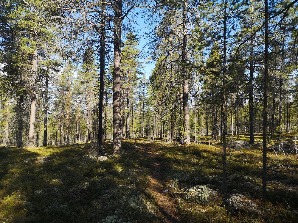 Mye av stien går i åpen flott gammel furuskog som er mange hundre år.