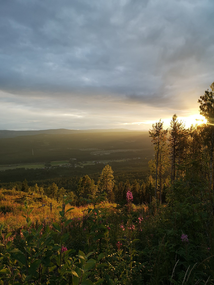 Solnedgang