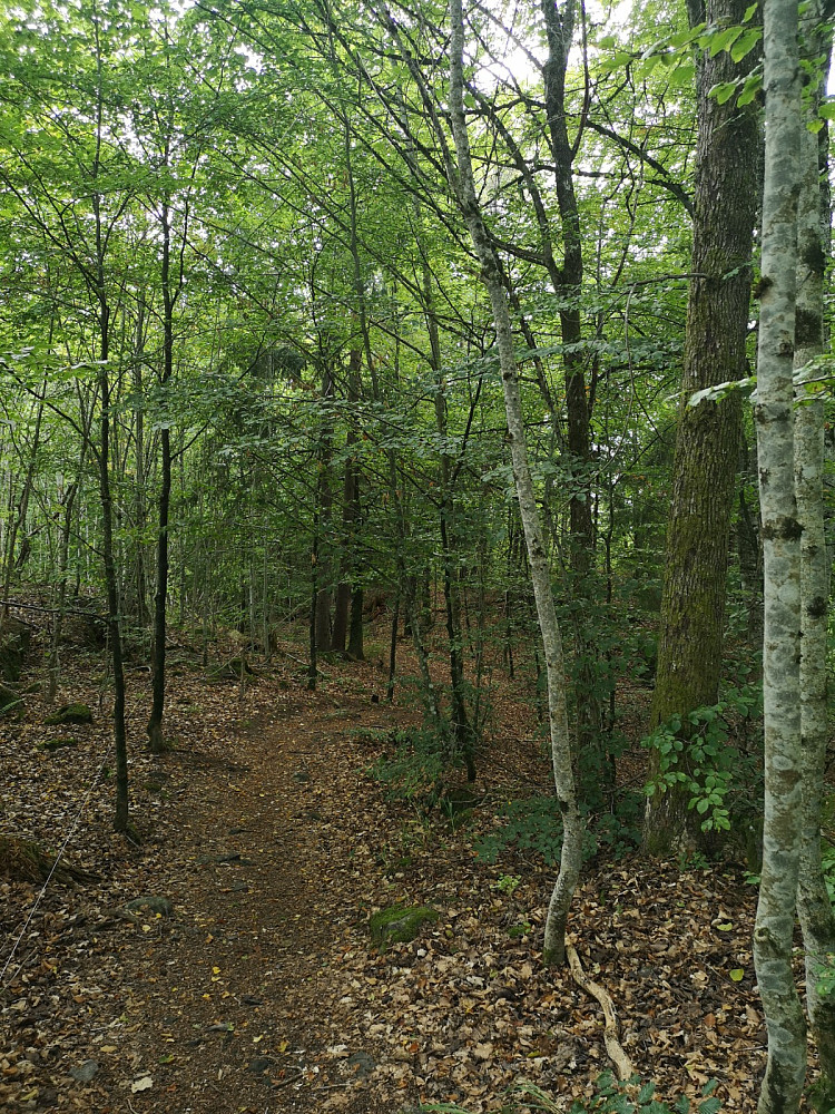 Bøkeskog