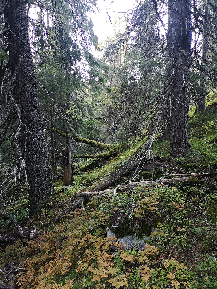 Urskogpreget