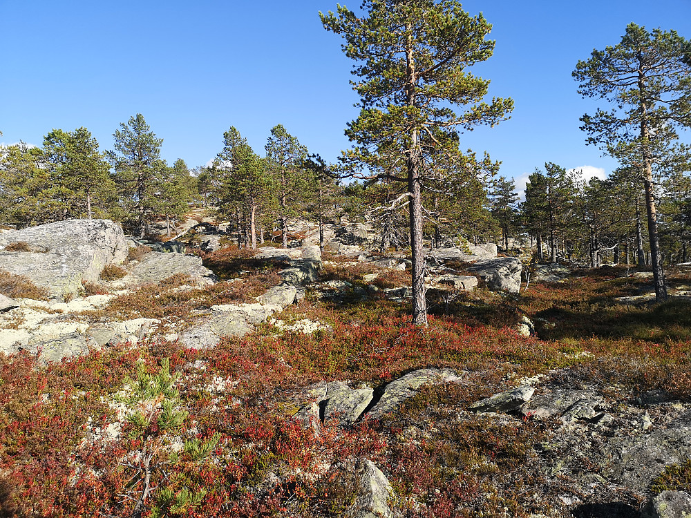 Opp mot Skramsliberget Sørvest