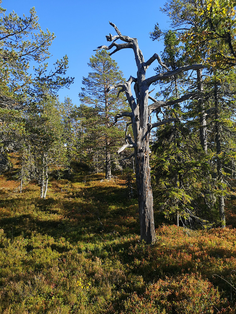 Åpen flott gammelskog.