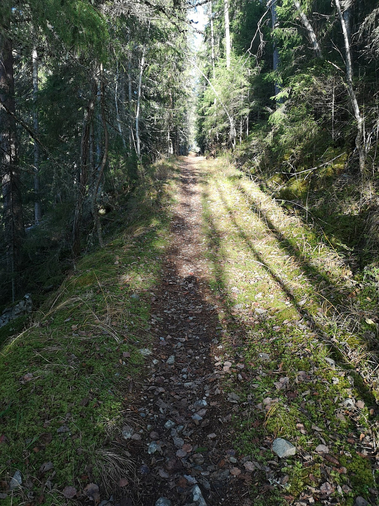 Veien i skogen