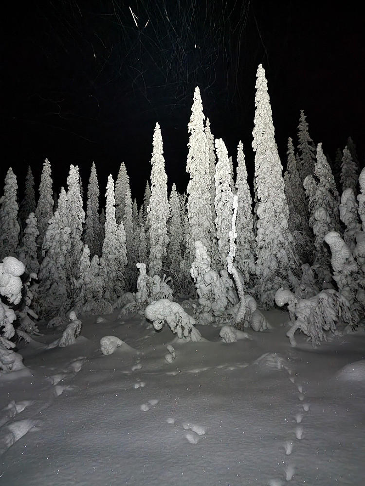 Snøtung skog