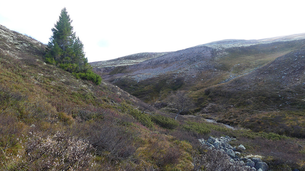 På vei opp mot toppen var det plutselig et lite juv/dal Her vokste eneste grana i kilometers omkrets, tydeligvis lunt og beskyttet her.