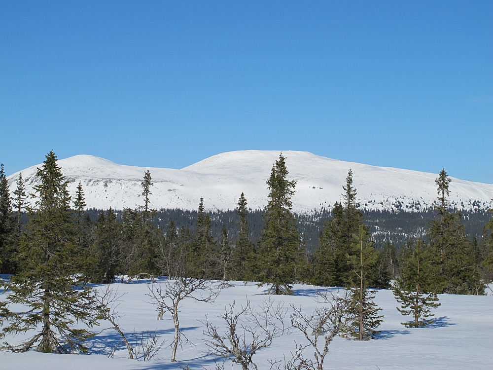 Trysilfjellet sett fra Den Brune Høgda