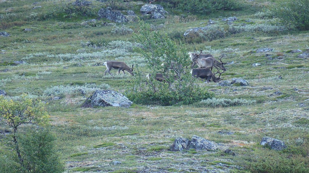 På turen opp fra Visdalen kom det noen reinsdyr ruslende.