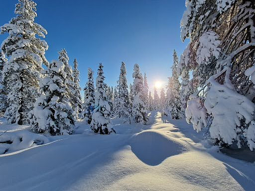Sola titer fram i den snøtunge skogen