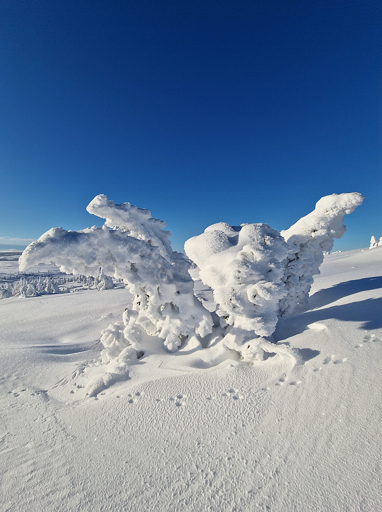 Naturens kunst: Snøskulptur i vinterlandskap. Frøken harepus har vært på kunstutstilling