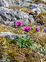Peregrinus_20240716_6696be575fd37.jpg